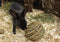 Happy Pet Speelbal Wilg - SMALL 10X10X10 CM