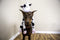 Happy pet swingin slevins eend 69x18x13 cm