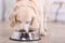 Happy Pet Voerbak Antislip - 16 CM