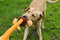 Happy pet wild crinkler leeuw - Default Title
