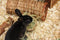Happy Pet Wilgen Hooirek - 14 x 12 x 9 cm