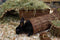 Happy Pet Wilgen Tunnel - LARGE 32X15X15 CM