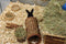 Happy Pet Wilgen Tunnel - LARGE 32X15X15 CM