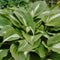 Hartlelie (Hosta) 'Night Before Christmas' | 1 stuk | Schaduwplant | tuinplant schaduw | 11x11 cm Kwekerspot | Geschikt voor in Pot | winterhard | Roze