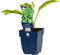 Hartlelie (Hosta) 'Night Before Christmas' | 1 stuk | Schaduwplant | tuinplant schaduw | 11x11 cm Kwekerspot | Geschikt voor in Pot | winterhard | Roze