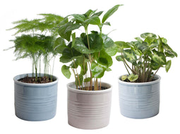 Trio 'Urban Jungle' in Laos keramiek