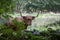 Customize it - Tuinschilderij highl cattle 130x70