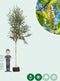 Ruwe berk | Betula pendula 18-20 cm | Bomenbezorgd.nl