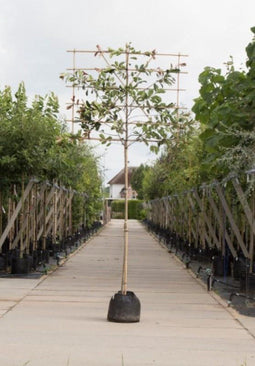Glansmispel leiboom 180 cm | Photinia fraseri 'Red Robin' 4-8 cm 180 cm| Bomenbezorgd.nl