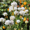 Plant in a Box - Armeria maritima - Ameria wit - Set van 6 - Pot 12cm - Hoogte 20-30cm