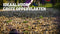 ROUNDUP® Totaal Onkruidvrij Concentraat - Onkruidverdelger concentraat - 1L voor 440m² - Zonder glyfosaat