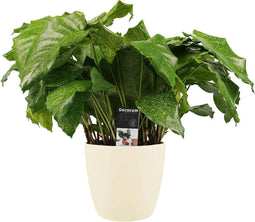 Decorum Calathea Network met Elho brussels soap – ↨ 50cm – ⌀ 17cm