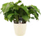 Decorum Calathea Network met Elho brussels soap – ↨ 50cm – ⌀ 17cm