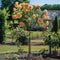 Plant in a Box - Rosa Palace 'Catherine' - Stamroos XL - Kleine boom - Oranje - Potmaat 19 cm - Hoogte 80-100 cm