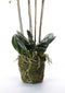 Emerald Kunstplant orchidee met mos wit 90 cm 20.355