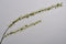 Silk-ka Kunstbloem Spirea Tak Groen 112 cm