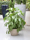 Goed & Groen - Decorum Philodendron Squamiferum - Pyramide in ELHO Round (antraciet) - ↨ 70cm - Potmaat 20 - Exclusieve Kwaliteit Planten - Kamer Plant - Kamerplanten - Sfeer - Interieur