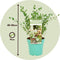 Plant in a Box - Eucalyptus parvifolia 'Oliva' - Set van 2 - Eucalyptusstruik - Tuinplant - Pot 19cm - Hoogte 40-50cm