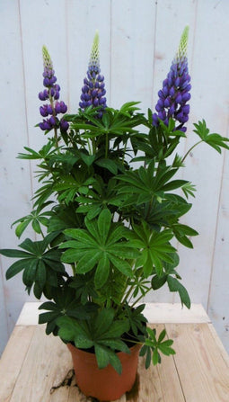 Lupinus blauw 50 cm