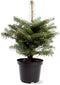Abies Koreana; Totale hoogte ±55cm incl. Ø19cm pot | Koreaanse Zilverspar - zeer langzaam groeiend.
