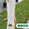 Witte himalaya berk | Betula ut. 'jacquemontii' 14-18 cm | Bomenbezorgd.nl