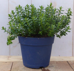 Hebe groenblijvend vaste plant met onkergroen blad