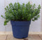 Hebe groenblijvend vaste plant met onkergroen blad