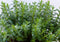 Hebe groenblijvend vaste plant met onkergroen blad