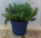 Hebe groenblijvend vaste plant met onkergroen blad