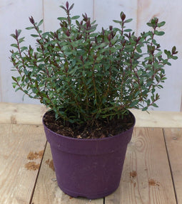 Hebe groenblijvend vaste plant met rood groen blad