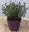 Hebe groenblijvend vaste plant met rood groen blad