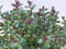 Hebe groenblijvend vaste plant met rood groen blad
