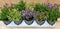 Hebe mini struikjes 10 potjes in tray kleur mix