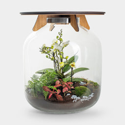 Hebe Orchid- Terrarium tafel - 45cm