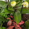Hebe Orchid- Terrarium tafel - 45cm