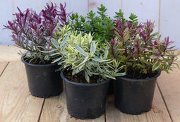 Hebe vaste plant groen met mix variante
