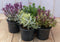 Hebe vaste plant groen met mix variante