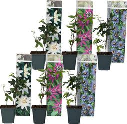 Plant in a Box - Mix van 6 Passiflora - Passievrucht - Klimplant - Pot 9cm - Hoogte 25-40cm