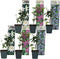 Plant in a Box - Mix van 6 Passiflora - Passievrucht - Klimplant - Pot 9cm - Hoogte 25-40cm