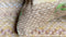 Heckett & Lane Agnes Dekbedovertrek - Lits-jumeaux - 260x200/220 cm - Multi