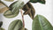 Heckett & Lane Bladel - Dekbedovertrek - Eenpersoons - 140x200/220 cm - Groen