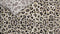 Heckett & Lane Leo - Dekbedovertrek - Lits-jumeaux - 240x200/220 cm + 2 kussenslopen 60x70 cm - Grey Gold