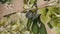 Heckett & Lane Mara Dekbedovertrek - Lits-jumeaux - 260x200/220 cm - Natural