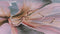 Heckettlane Acadia Dekbedovertrek - Eenpersoons - Kunstvezel - 140x200-220cm - Paars
