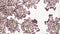 Heckettlane Adel Dekbedovertrek - Eenpersoons - Katoensatijn - 140x200-220cm - Off-White