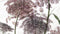 Heckettlane Adel Dekbedovertrek - Eenpersoons - Katoensatijn - 140x200-220cm - Off-White