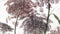 Heckettlane Adel Dekbedovertrek - Lits-jumeaux - Katoensatijn - 260x200-220cm - Off-White