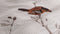 Heckettlane Birdie Dekbedovertrek - Lits-jumeaux - Katoen - 240x200-220cm - Off-White