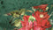 Heckettlane Castor Dekbedovertrek - Lits-jumeaux - Katoensatijn - 260x200-220cm - Groen