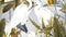Heckettlane Chanda Dekbedovertrek - Eenpersoons - Katoensatijn - 140x200-220cm - Multi